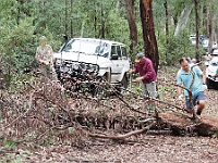 Fallen tree on Tingaringy Track