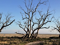 Great desert views