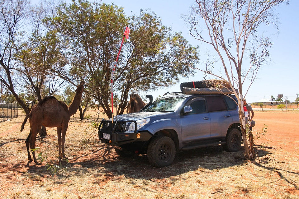 2017 CamelsOnTheCanning GailMcMeekin