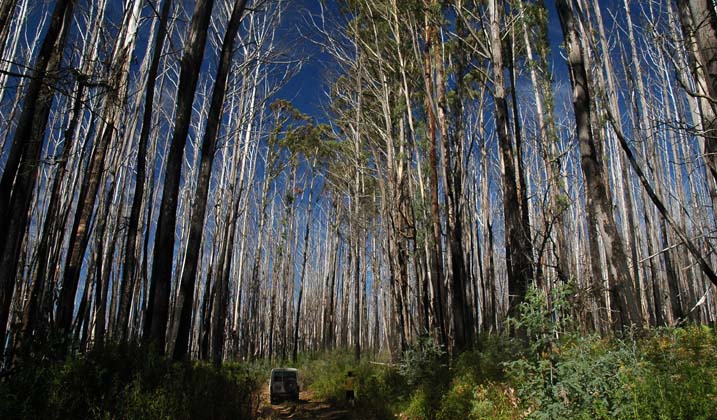 24-Rhino absorbs the Mountain Ash