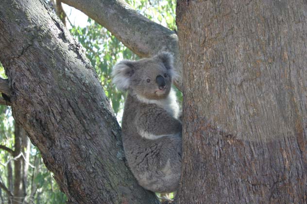 23-Whats all the commotion down there with the Troopy!