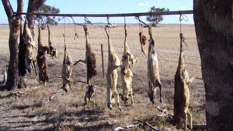 08-Wyperfeld feral dogs hung out to dry