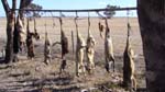 08-Wyperfeld feral dogs hung out to dry