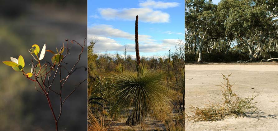 17-Lt Desert vegetation