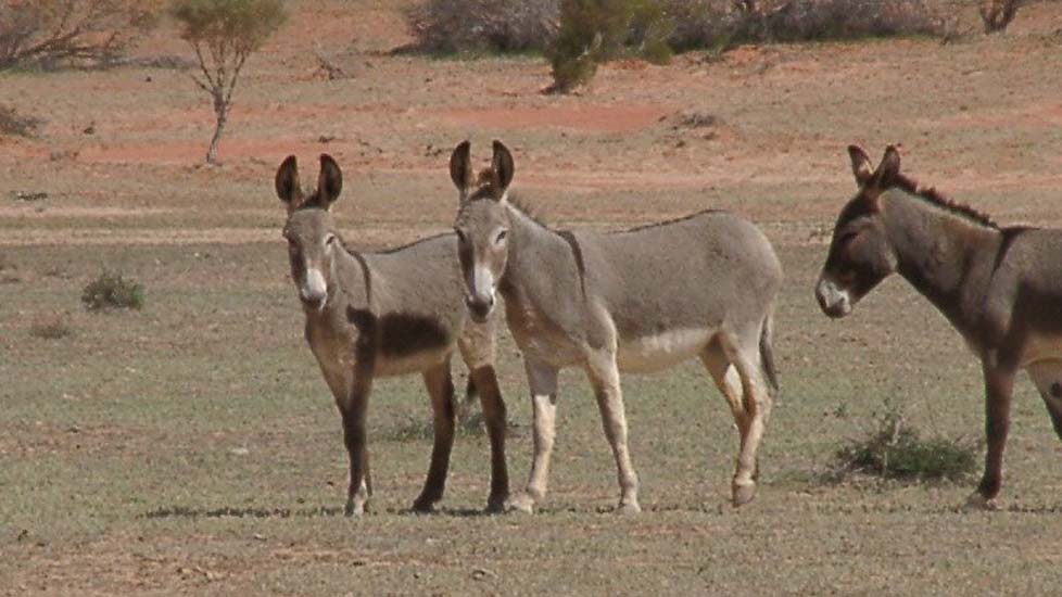 14 Donkees in Bollards Lagoon Station