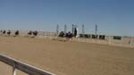 12 The Birdsville Races