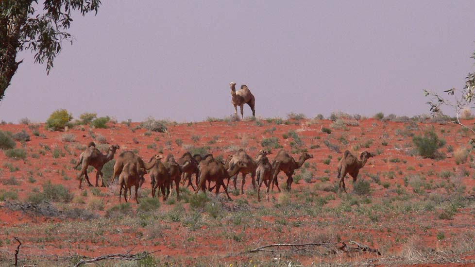 11-Outback animal adventure