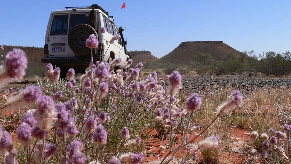 14-Flat Top with Mulla Mulla