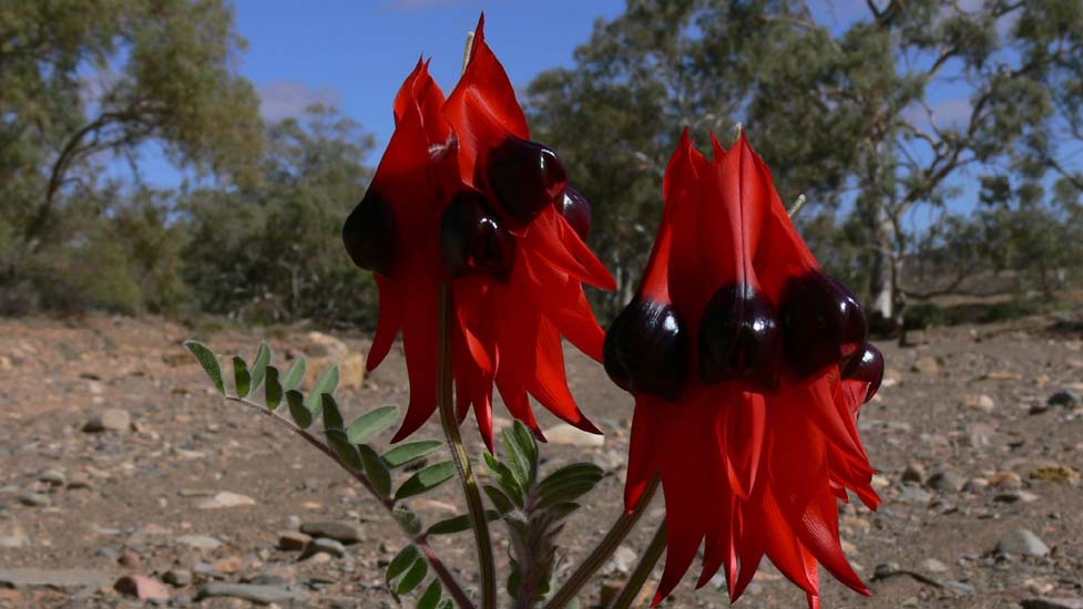 17-Sturt Desert Pea