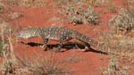 15-Enjoying Simpson Desert nature