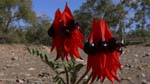 17-Sturt Desert Pea
