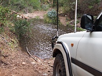 Zebra about to corss the flowing Ingeegoodbee River