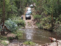 Zebra waits for the rets of the convoy to cross the Ingeegoodbee River