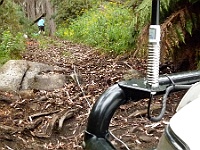 Zebra gets ready for snatch