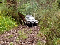 Zebra needs a snatch