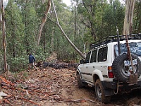 Tree stops convoy on Spring Hill Track