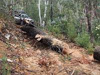 Chris chains the tree for removal