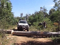 RemovingTreeAcrossMarbleGllyTrack