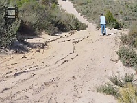 BuffieAttemptsSandDune