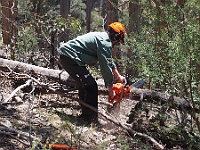Heidi makes light work of a fallen tree on the fenceline near the Terip Road gate