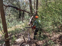 Heidi cuts another fallen tree which had fallen across the fenceline