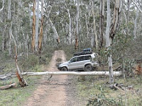 Silverado negotiates the tree diversion