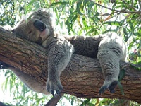 Nov 2015 - Monster Working Bee at Yarck